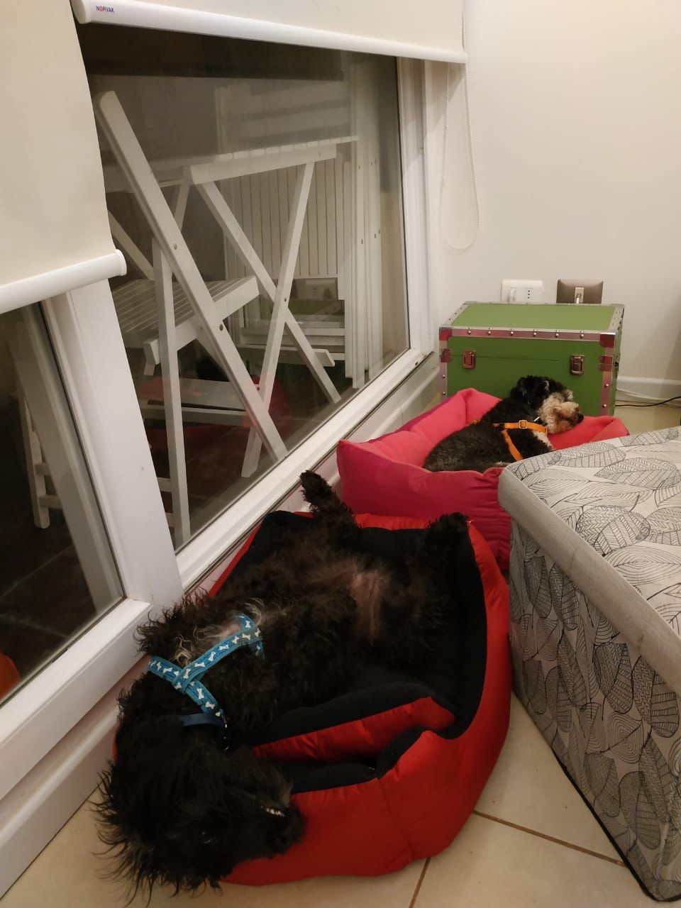 Adoptado 10