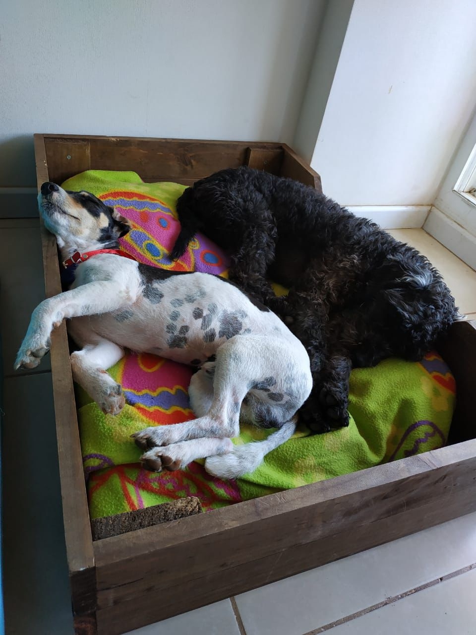 Adoptado 9