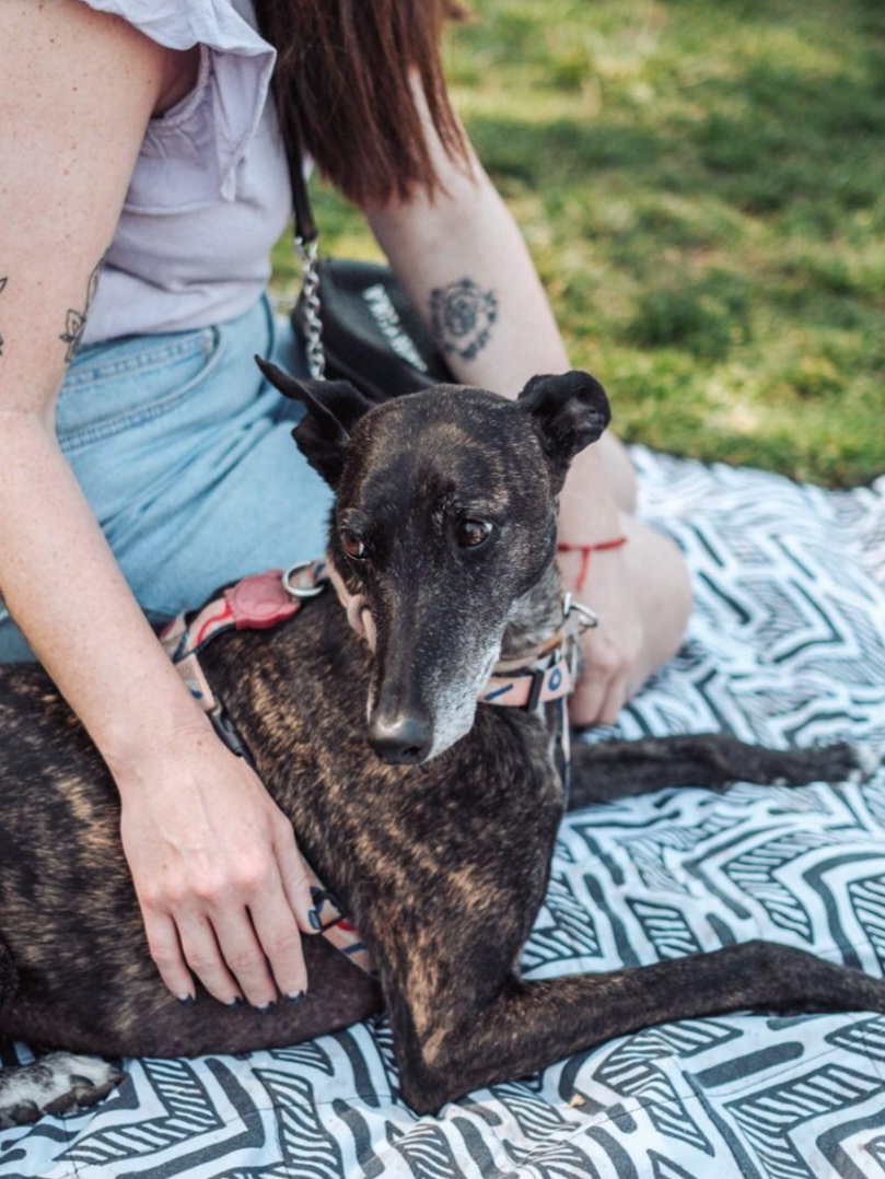 Adoptado 4